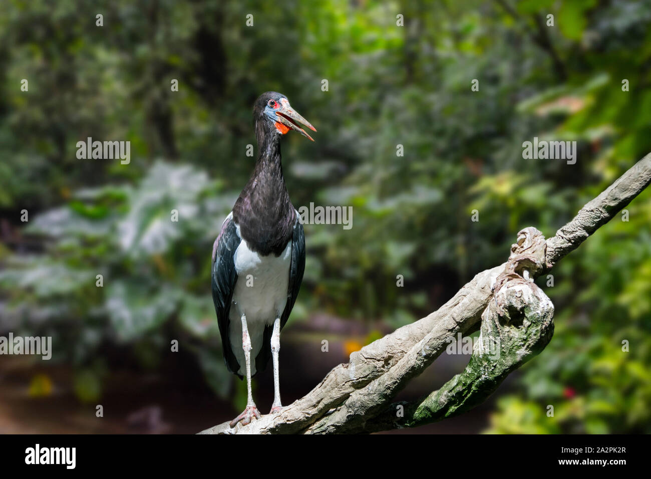 Abdim der Storch/white-bellied Storch (Ciconia abdimii) Native zum östlichen Afrika von Süd nach Süd Afrika Äthiopien Stockfoto