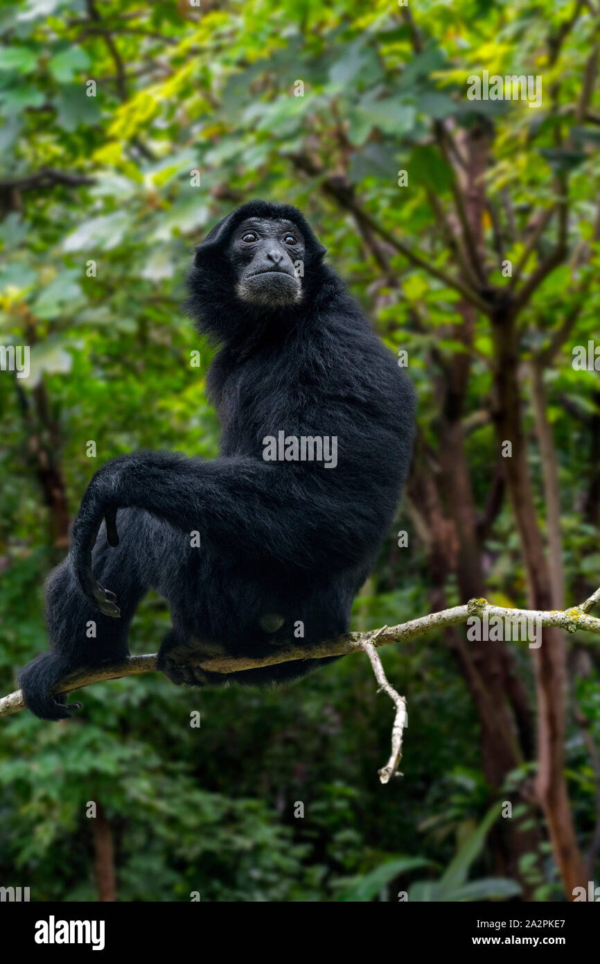 Siamang (Symphalangus syndactylus) männlich in Baum, arboreal schwarz-furred Gibbon native auf die Wälder in Indonesien, Malaysia und Thailand Stockfoto