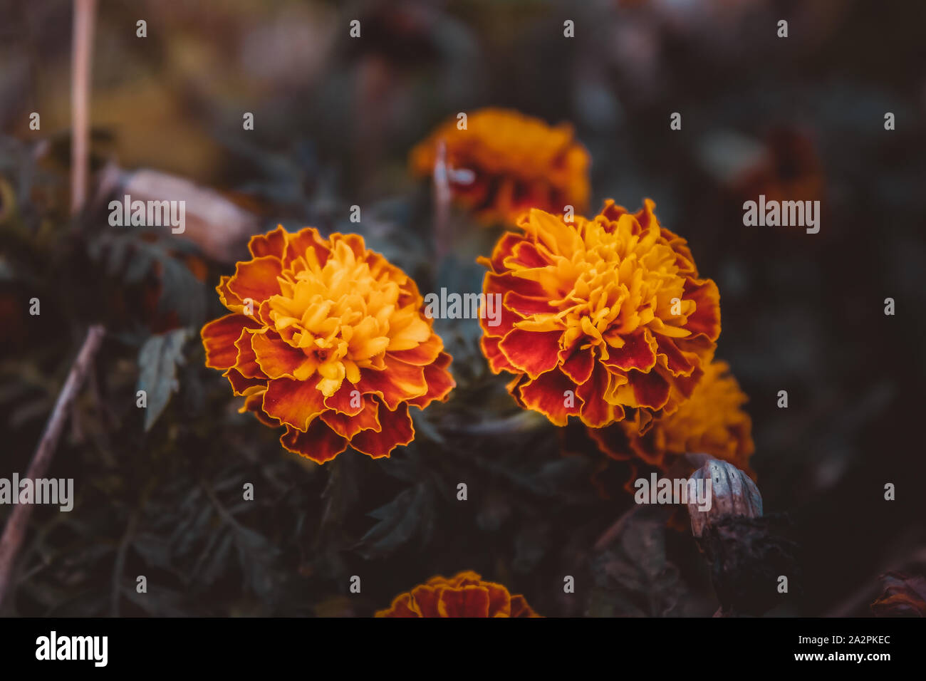Blumen blühen zum letzten Mal vor der Herbst Stockfoto