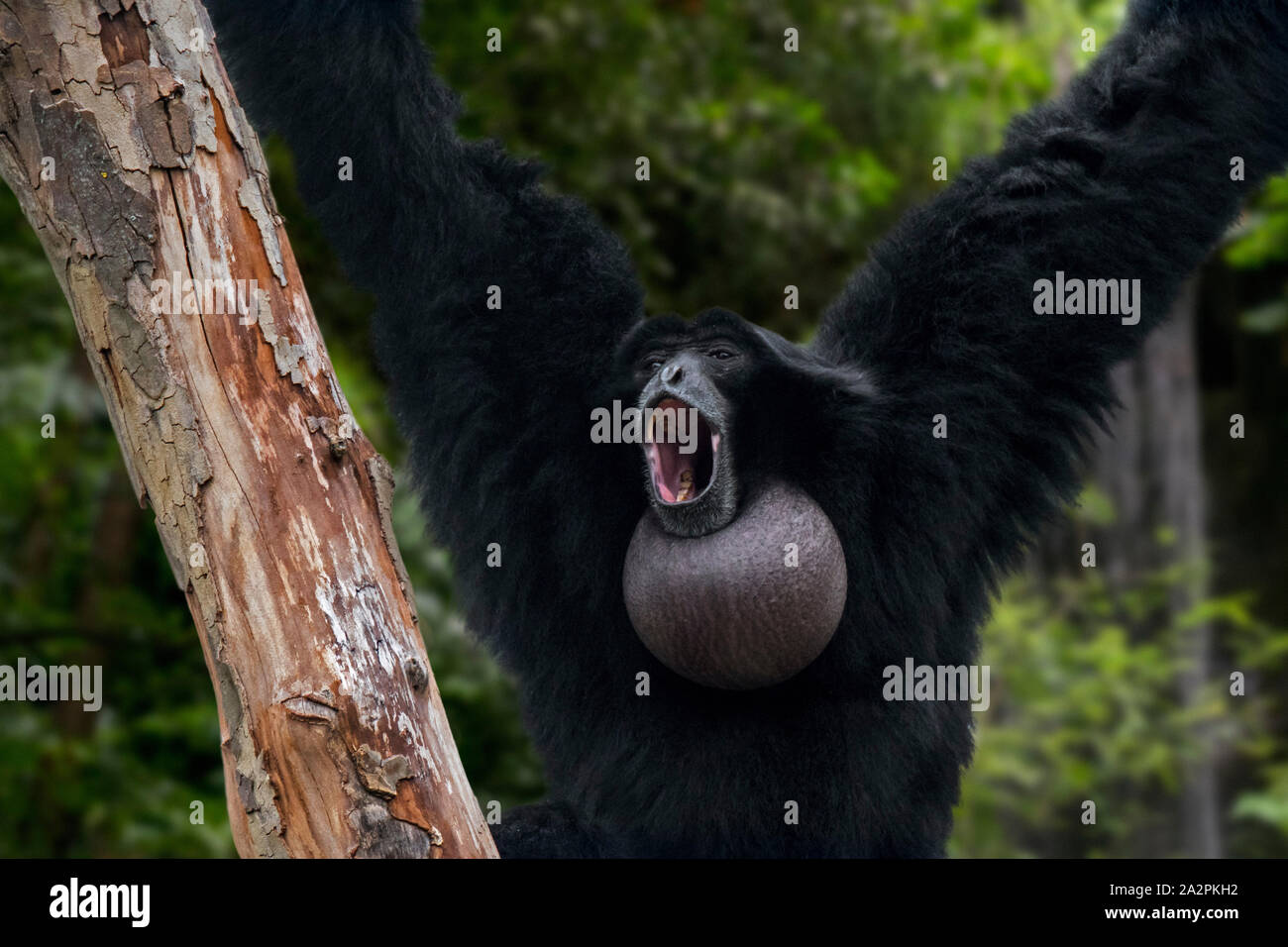 Siamang (Symphalangus syndactylus) Ruft mit Kehle sac aufgeblasen, arboreal schwarz-furred Gibbon in Indonesien, Malaysia und Thailand Stockfoto