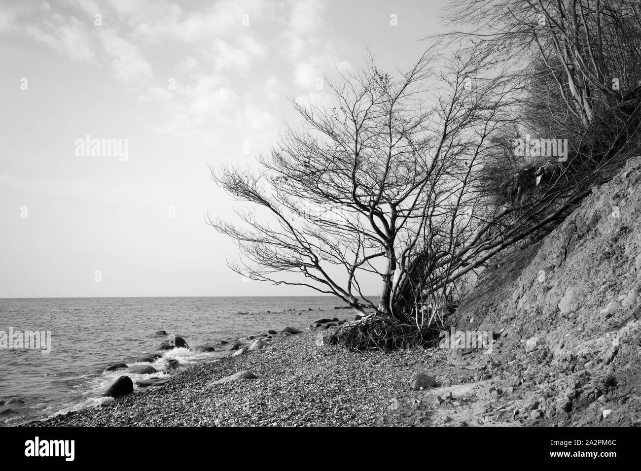 Totes Holz an der steilen Küste der Nationalpark Jasmund, Rügen Insel Stockfoto