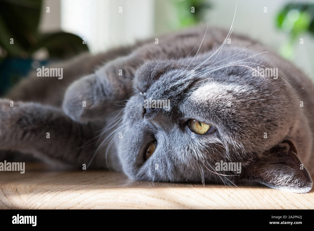 Graue Katze lag auf einem Tisch Stockfoto