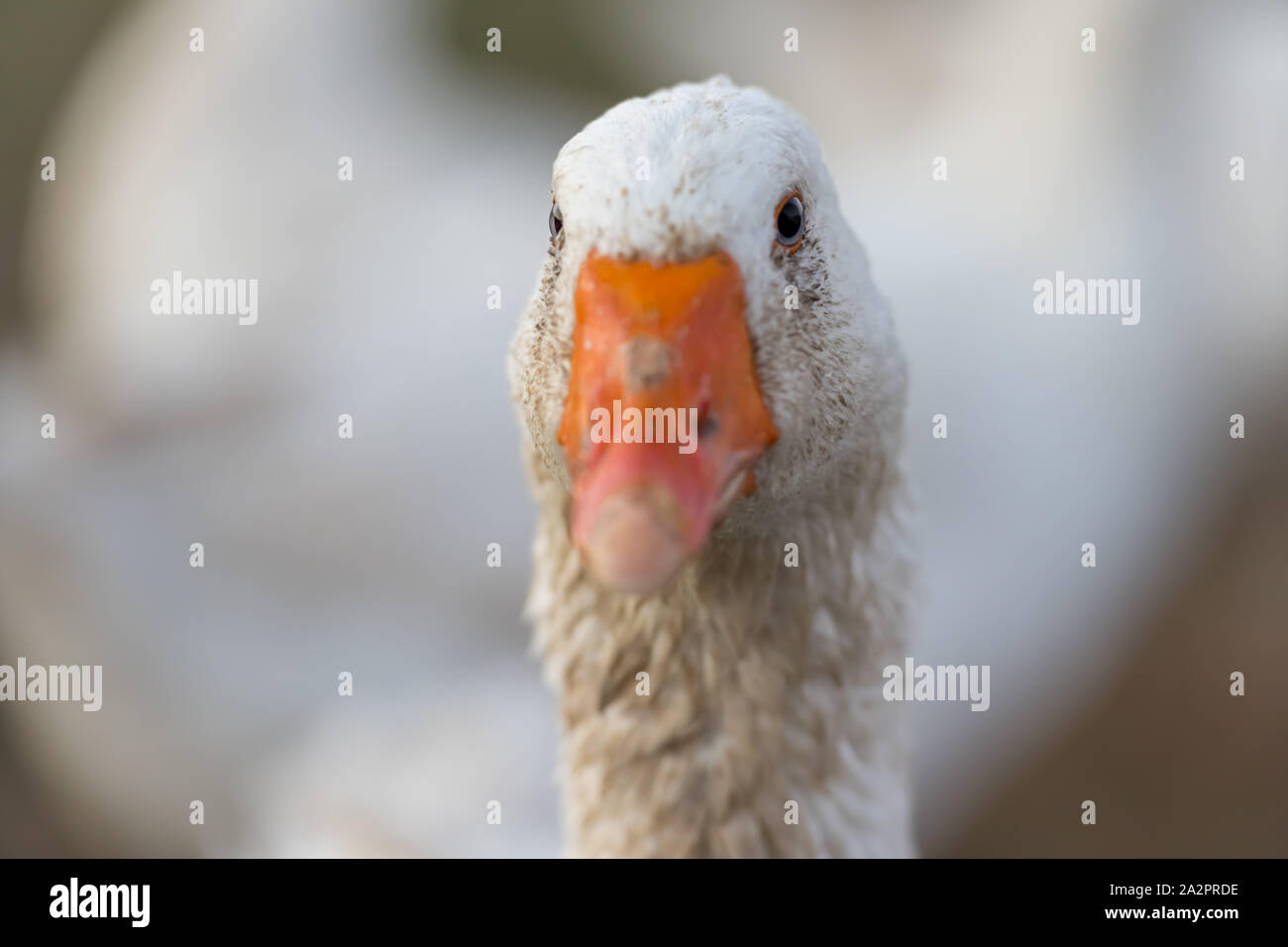 Weiße Gans auf einer Wiese vor grünem Hintergrund. Portrait von Hals Kopf und Schnabel. Stockfoto