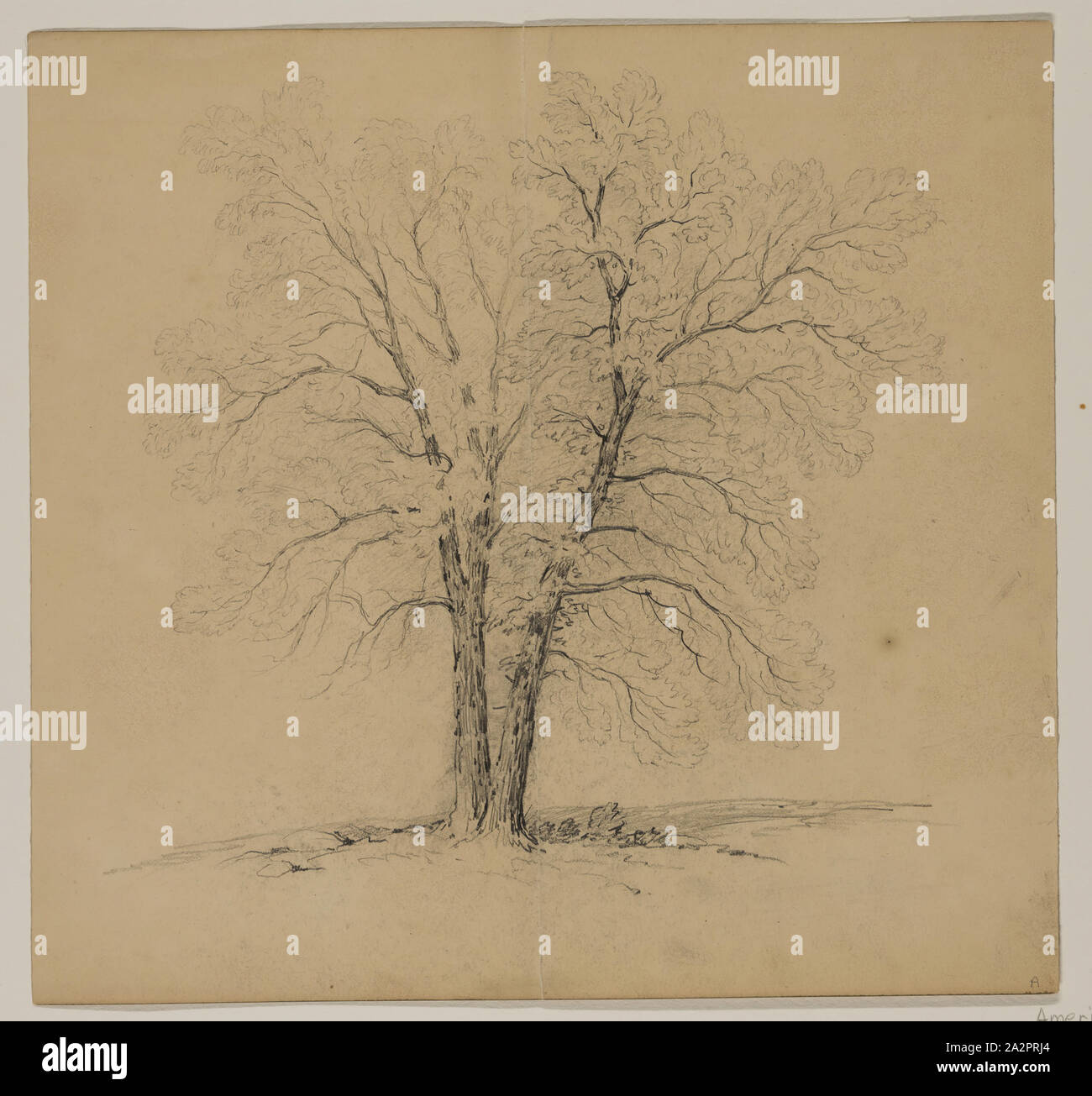 John W. Casilear, American, 1811-1893, Eiche, 19. Jahrhundert, Graphit auf Papier, Blatt: 9 7/8 x 10 3/8 Inch (25,1 × 26,4 cm Stockfoto