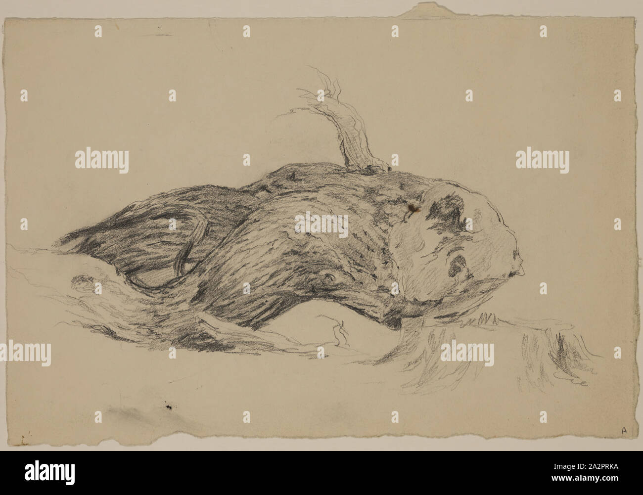 John W. Casilear, American, 1811-1893, Baumstamm, 19. Jahrhundert, Graphit auf Papier, Blatt: 6 11/16 x 9 7/8 Zoll (17 × 25,1 cm Stockfoto