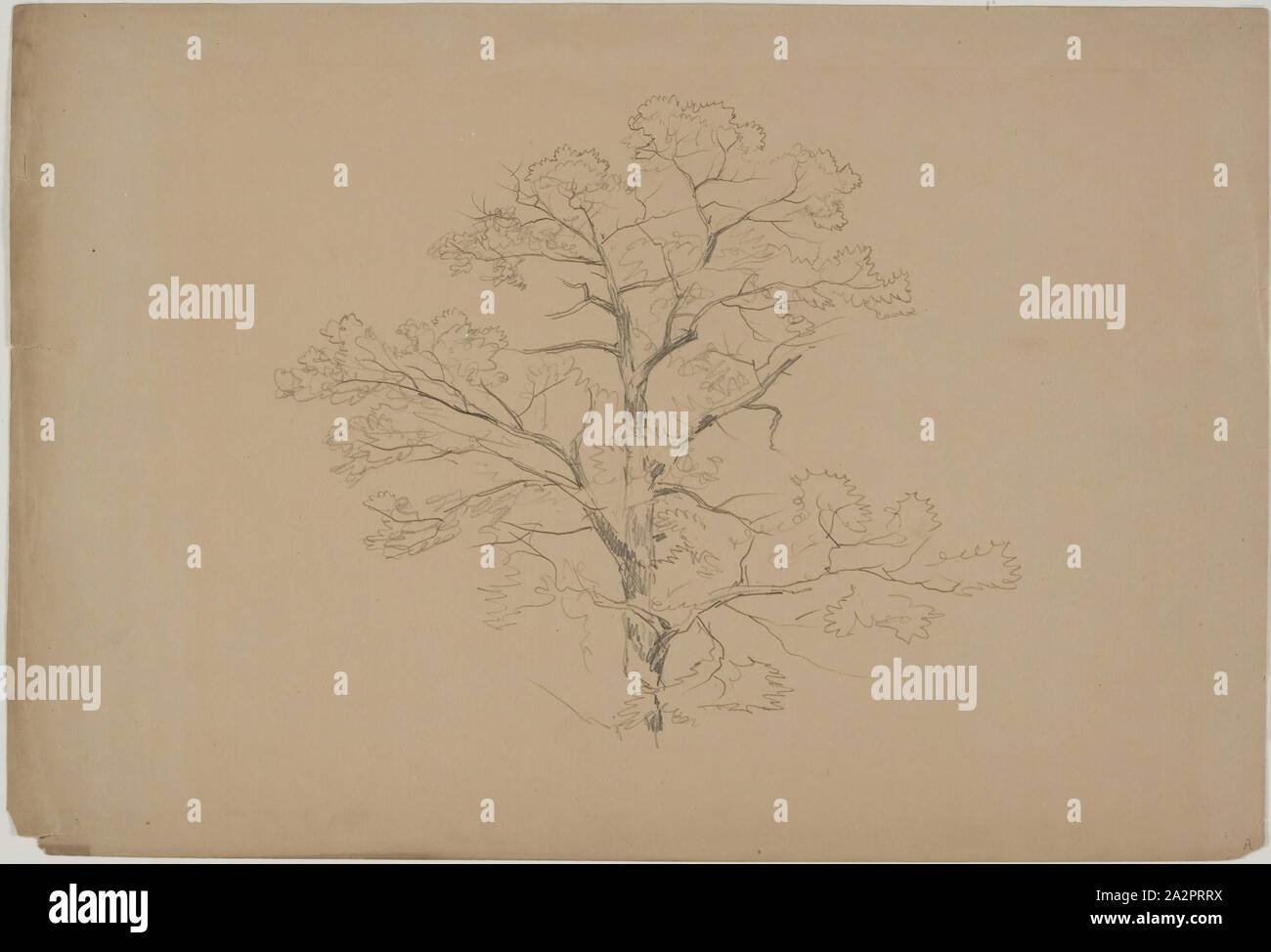 John W. Casilear, American, 1811-1893, Eiche, zwischen 1811 und 1893, Graphit auf Papier, Blatt: 9 5/8 x 14 3/16 Zoll (24,4 × 36 cm Stockfoto