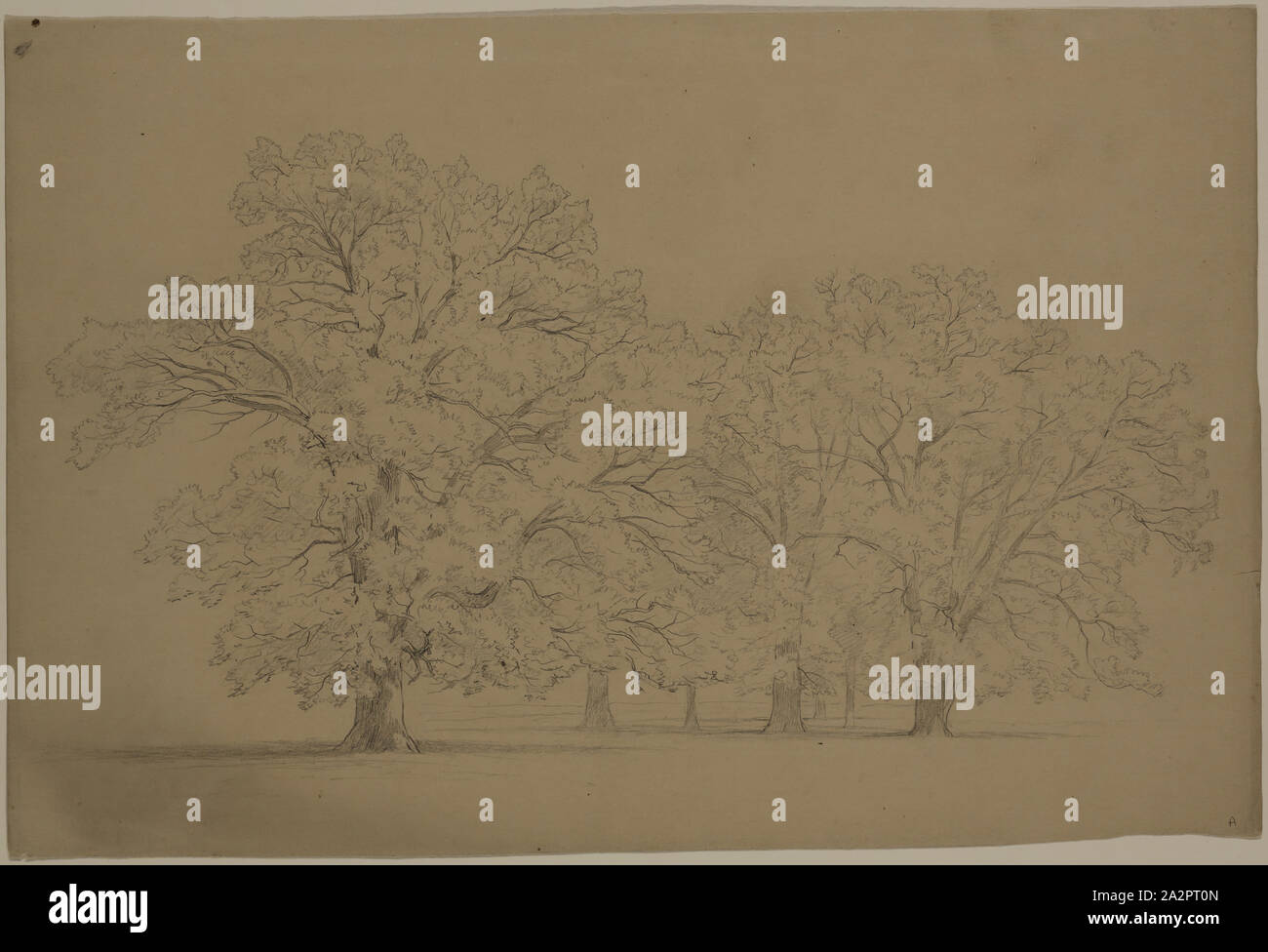 John W. Casilear, American, 1811-1893, Eichen, 19. Jahrhundert, Graphit auf Papier, Blatt: 9 1/2 x 14 1/4 Inch (24,1 × 36,2 cm Stockfoto