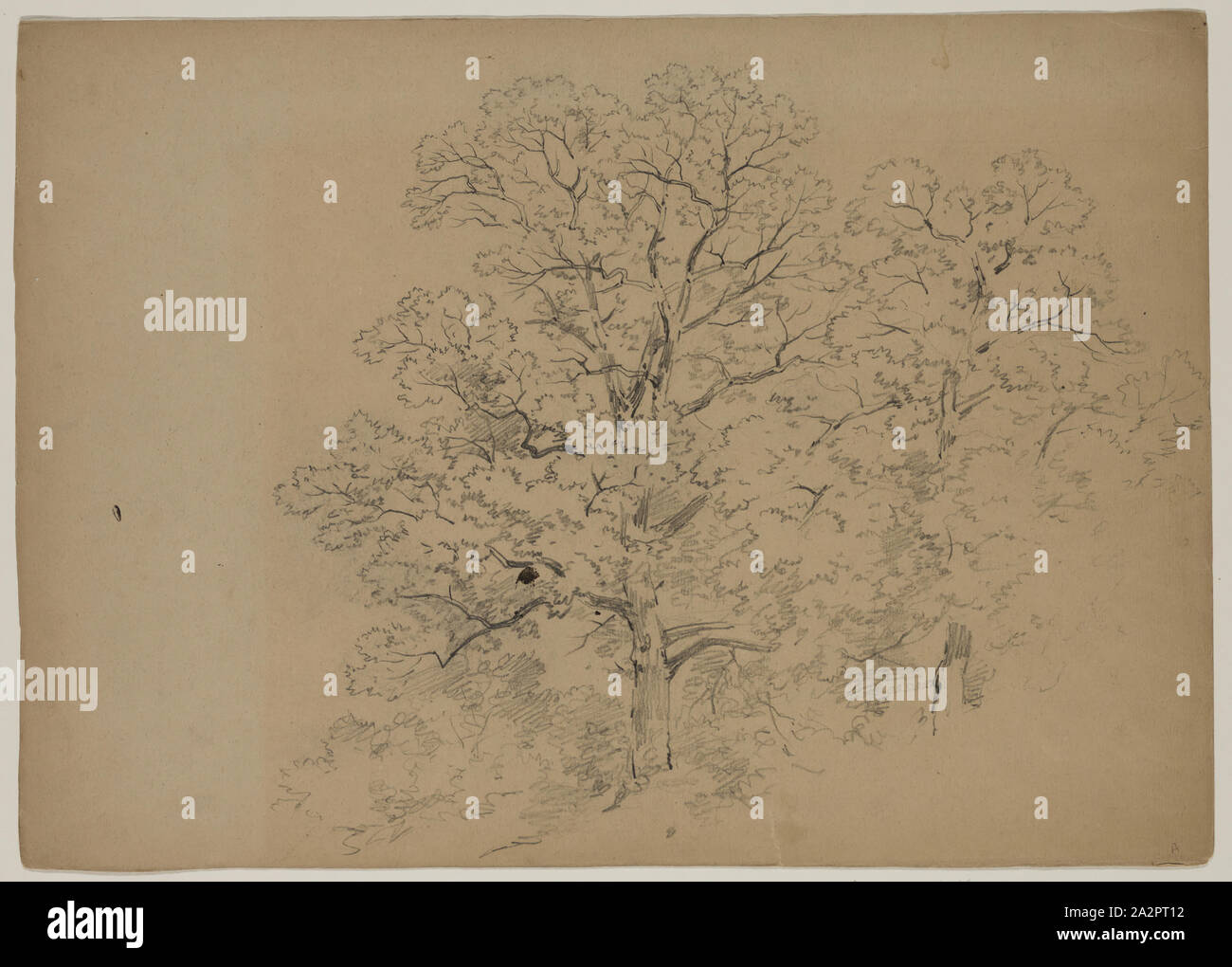 John W. Casilear, American, 1811-1893, Eichen, 19. Jahrhundert, Graphit auf Papier, Blatt: 10 1/2 x 14 11/16 Zoll (26,7 × 37,3 cm Stockfoto