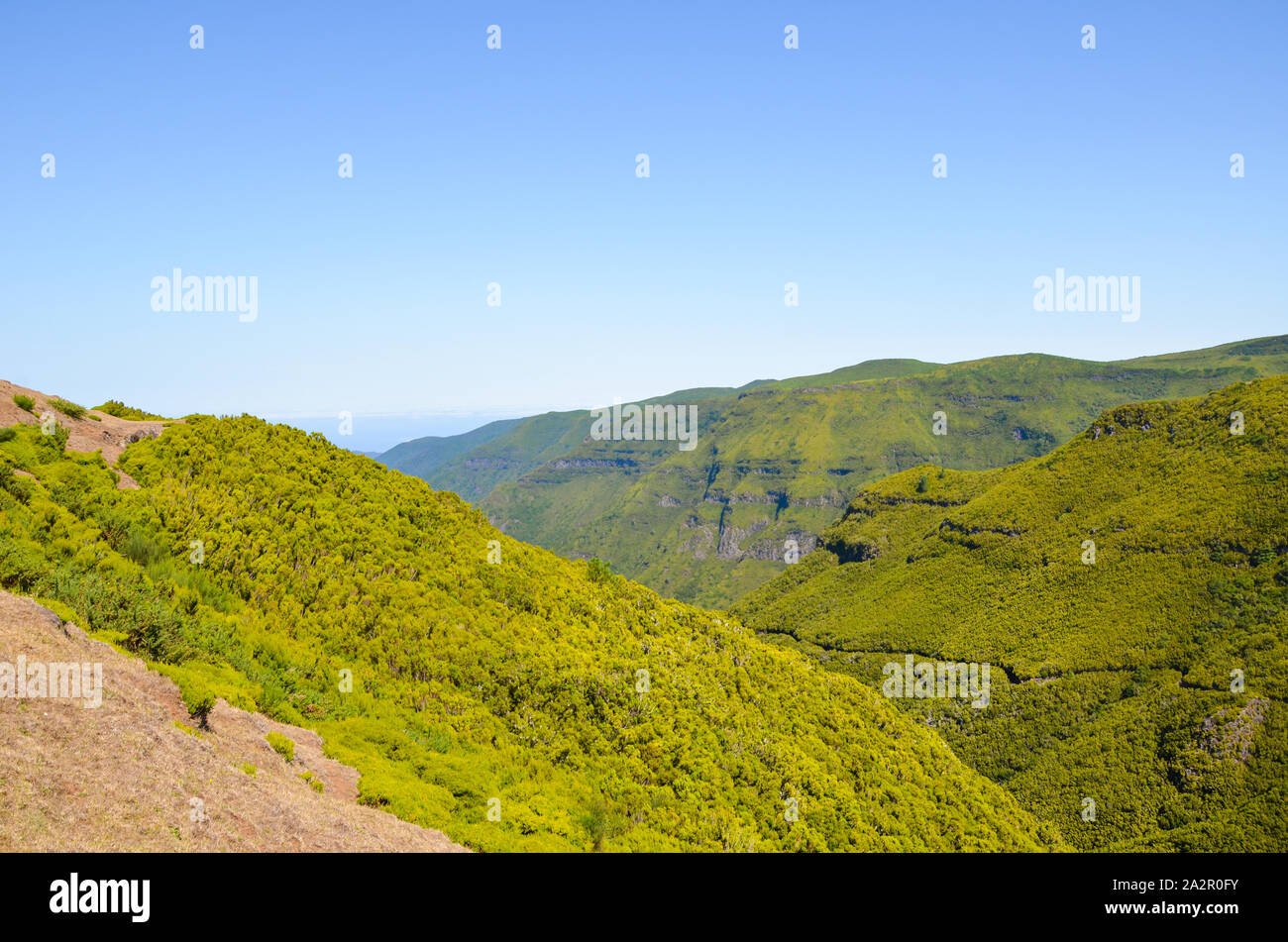 Erstaunlich laurisilva Wald in der Nähe von Rabacal auf Paul da Serra Plateau auf der Insel Madeira, Portugal. Laurissilva Madeira ist Teil des UNESCO-Weltnaturerbes. Teil der Levada 25 Fontes Trail. Stockfoto