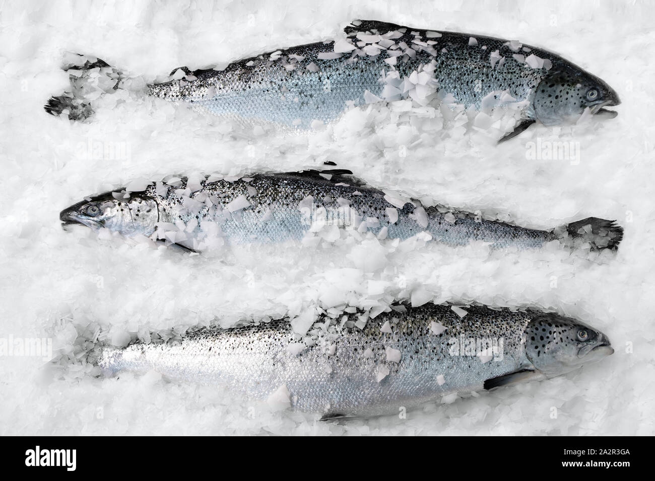 Frischer norwegischer Lachs auf Eis im Supermarkt Stockfoto