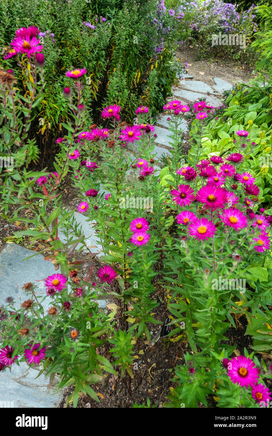 Blumenbeet Grenze im Herbst Aster Garten Trittsteine Weg Stockfoto