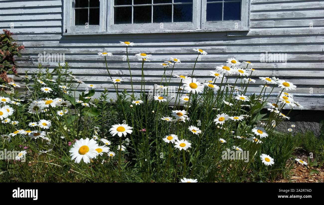 New England Gänseblümchen im Frühjahr Stockfoto