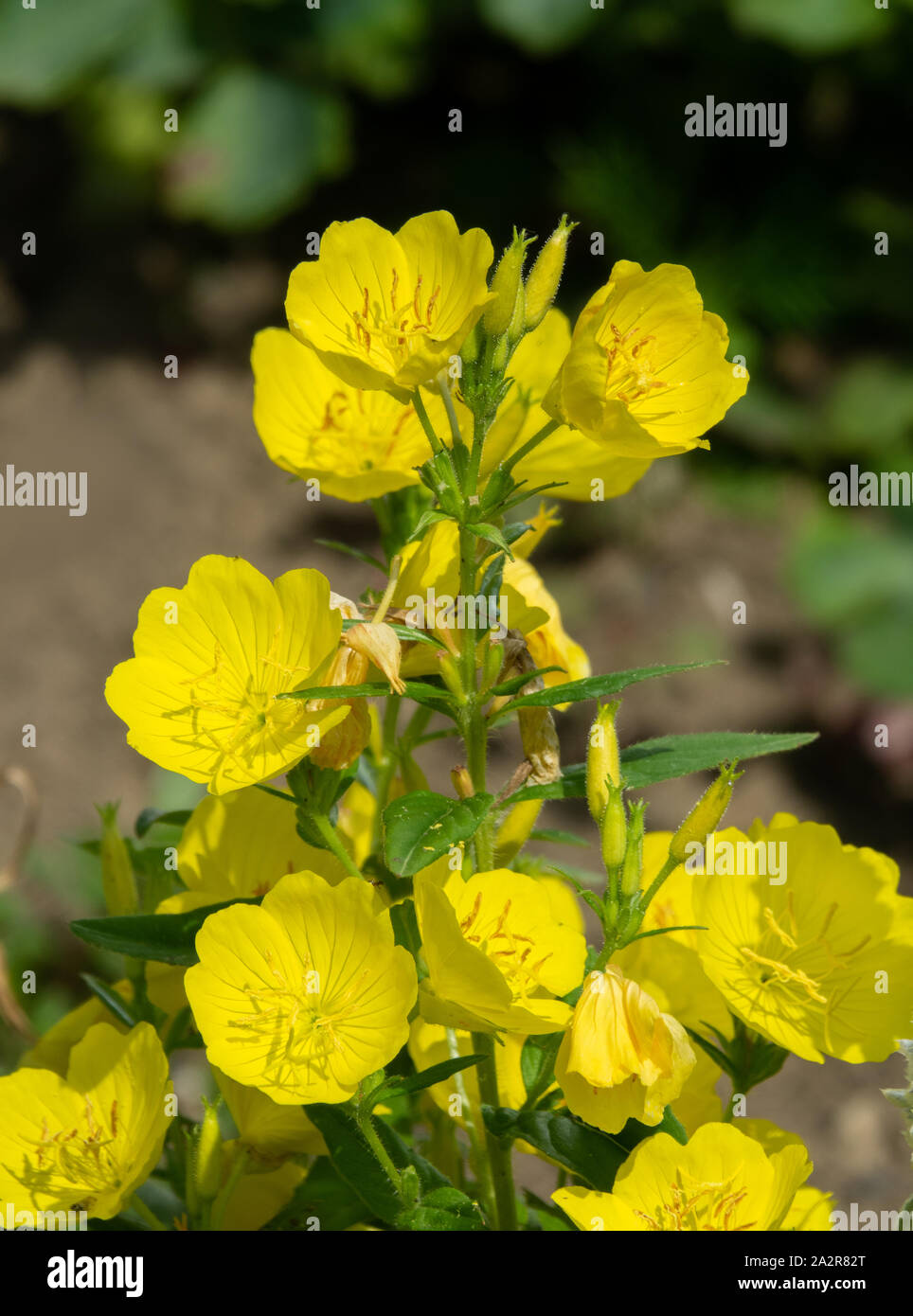 Gelb Oenothera, Nachtkerzenöl (Oenothera sp.) im späten Frühjahr. Das Tal des Flusses Pshish, das Kaukasische Ridge Stockfoto