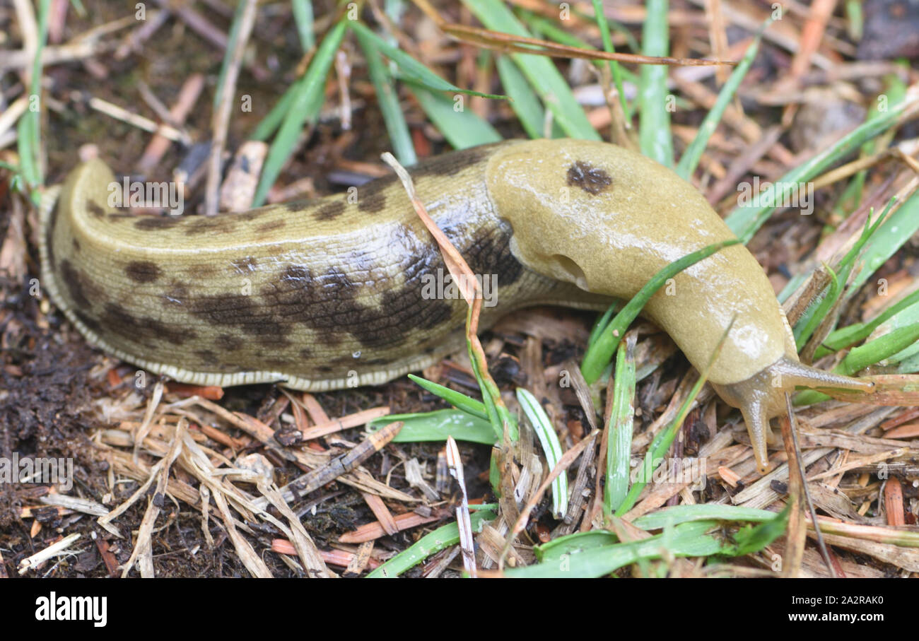 Eine pazifische Banane slug (Ariolimax columbianus) auf den feuchten Waldboden in der Canadian Pacific Northwest. Diese variabel gefärbt Metallklumpen, sagte zu. Stockfoto