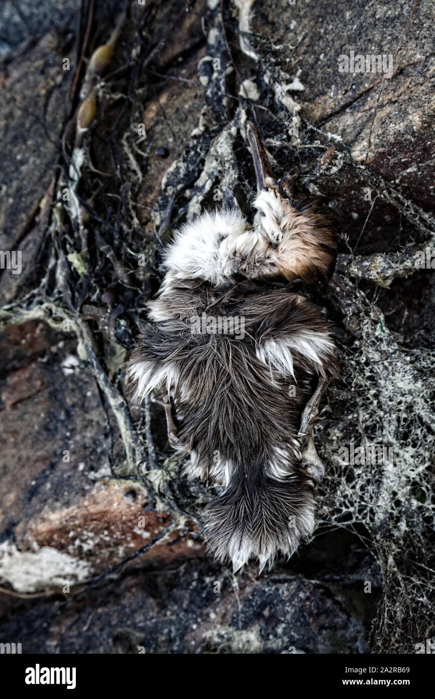 Die entlein, verloren Birdy merganser Enten. Vielleicht Küken gestorben, weil der Wasserverschmutzung, Vergiftung von Tieren Stockfoto