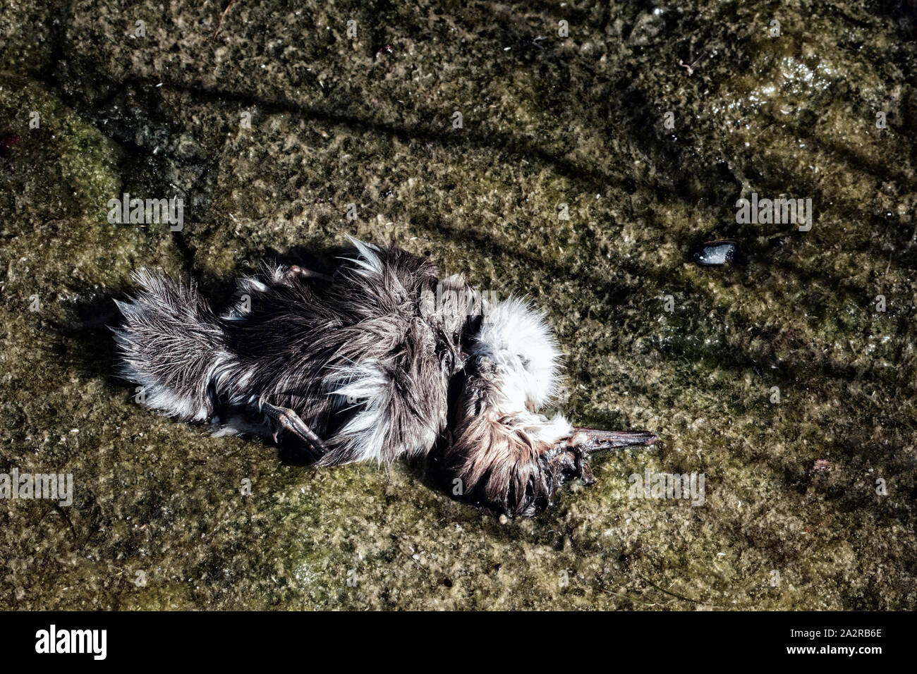 Die entlein, verloren Birdy merganser Enten. Vielleicht Küken gestorben, weil der Wasserverschmutzung, Vergiftung von Tieren Stockfoto