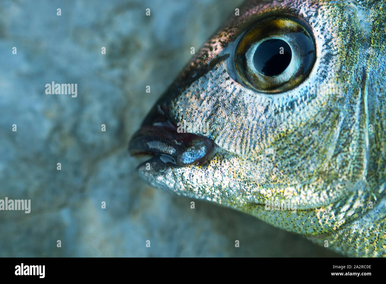 Seebrassen (Dorade, Sargus annularis) von der Küste der Krim am Schwarzen Meer. Brustbild Stockfoto
