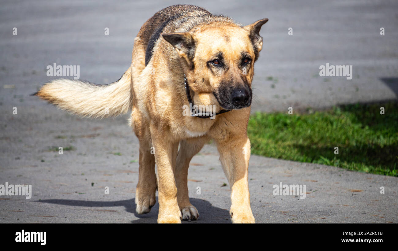 Ein Deutscher Schäferhund auf dem Bauernhof Wanderungen von eine gepflasterte Auffahrt, ruhig, aber mit seinen Ohren und Augen blinzelte, Beobachten, wohin es geht. Stockfoto
