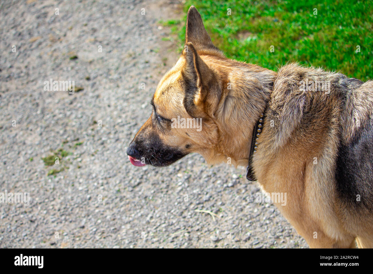 Eine tan und schwarz Schäferhund leckt seine Lippen, als es sich um seine Wohnung aussieht. Die Ohren stehen aufrecht und es trägt einen Kragen. Stockfoto