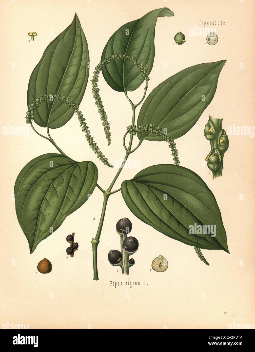 Piper Nigrum L., Pfeffer, Abb. 6, S. 144, G. Pabst (Hg.): Köhler's Medizinal-Pflanzen in naturgetreuen Abbildungen mit kurz erläuterndem Texte [...]. Bd. 1, Bl. 2. Gera: Friedrich von Zezschwitz, [188?-189 Stockfoto