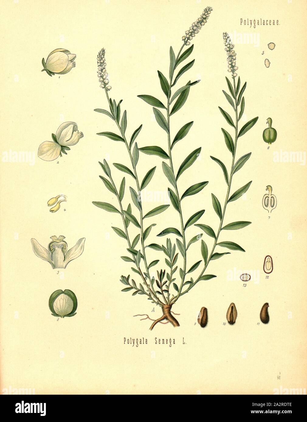 Adenia Senega L., Rattlesnake root, Abb. 10, S. 98, G. Pabst (Hg.): Köhler's Medizinal-Pflanzen in naturgetreuen Abbildungen mit kurz erläuterndem Texte [...]. Bd. 1, Bl. 2. Gera: Friedrich von Zezschwitz, [188?-189 Stockfoto