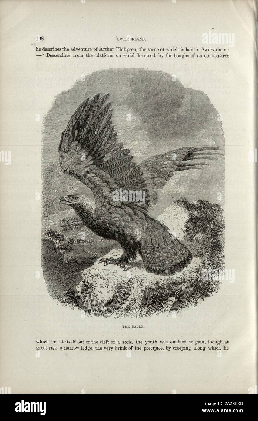 Adler Mit Ausgebreiteten Flügeln Stockfotos und -bilder Kaufen - Alamy