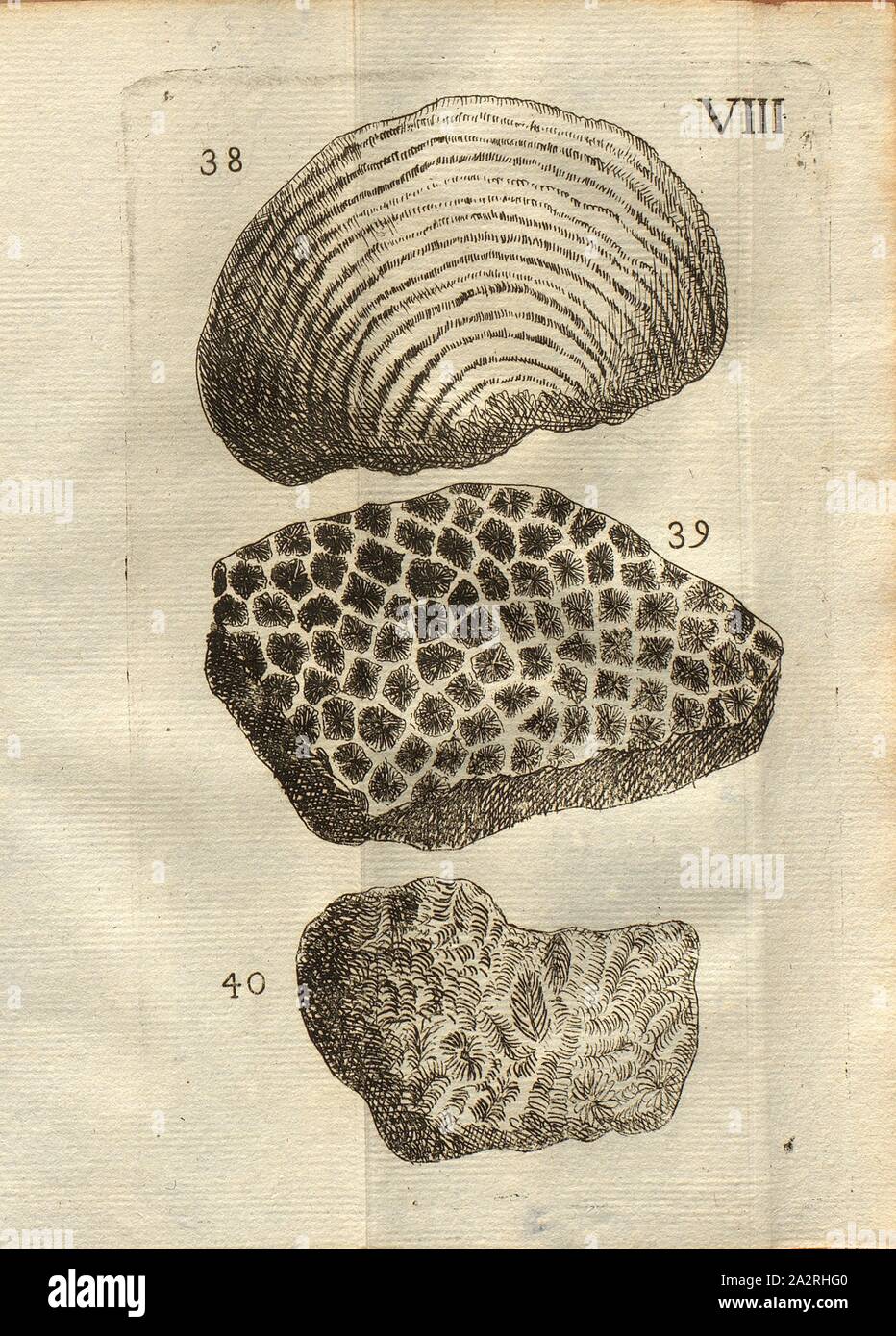 Verschiedene Arten von Pilzen, Cariophilloid, Klasse I, PL. Viii., Abb. 38:Champignon hémisphérique, à-Sofas sur Sofas, dont les raies Font en petit Relief, Abb. 39: Mushroom étoilé, Abb. 40: Autre champignon à étoiles allongées, Espèce de cariophilloide, PL. VIII, S.312, 1778, Louis Bourget: "Traité des pétrifications. Paris: Jombert, 1778 Stockfoto