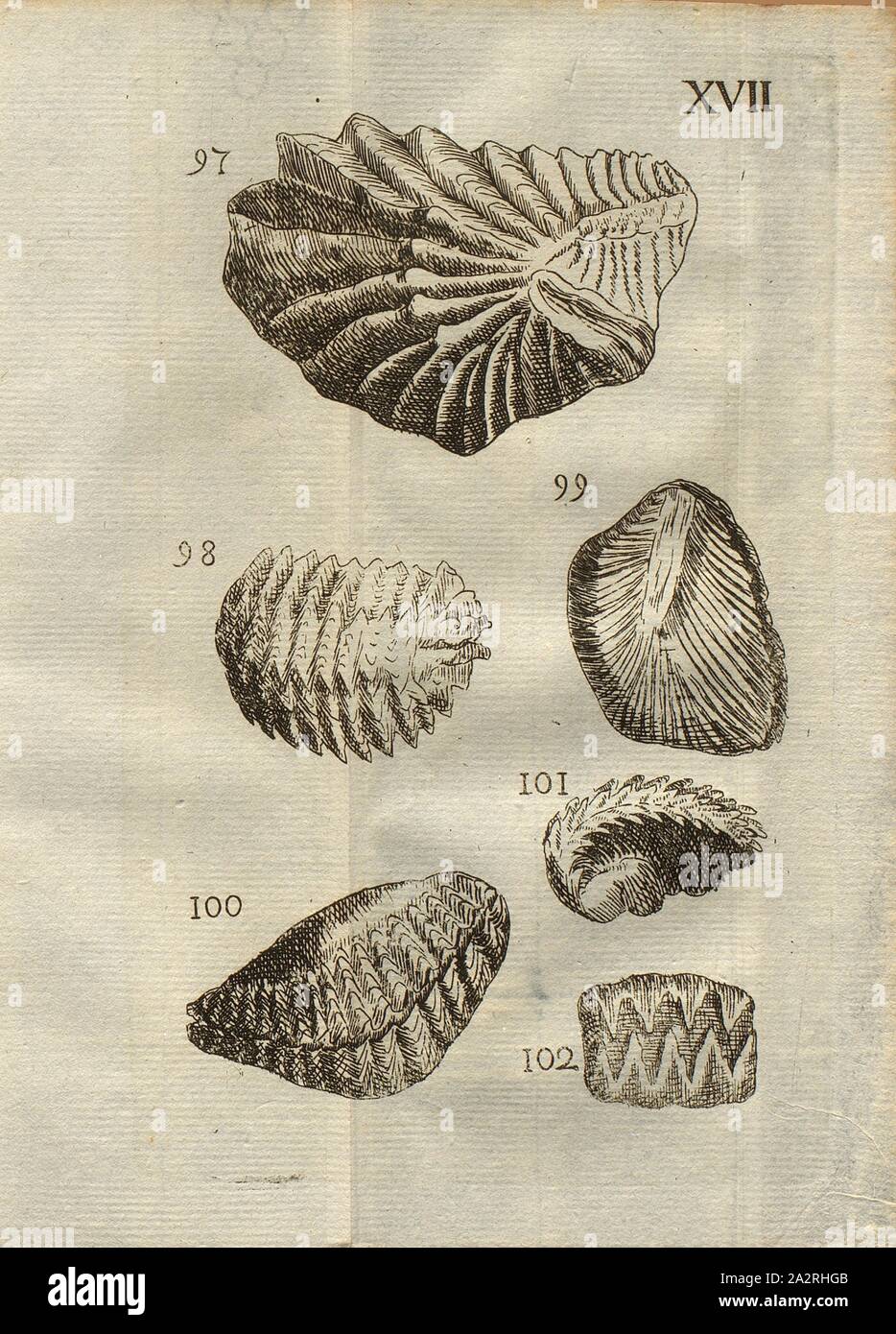 Verschiedene Arten von Austern, Austern in der Form von Jakobsmuscheln, Rastellum, Klasse II, PL. XVII, Abb. 97: Huitre à raies profondes en forme de Pétoncles, Abb. 98: Huitre différente, Appellate Rastellum, Abb. 99: Huitre en forme de Pectinite, Abb. 100: Huitre à deux battans, à-bords rayés & ondoyés, Gelenke Gleichheit des engrenures en ziczac, Abb. 101: Rastellum hériffé, Abb. 102: Fragments d'une autre espèce de Rastellum, PL. XVII, S.312, 1778, Louis Bourget: "Traité des pétrifications. Paris: Jombert, 1778 Stockfoto