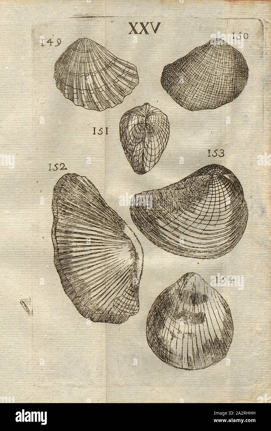 Verschiedene Arten von Muscheln, Jakobsmuscheln, Classe II, PL. XXV, Abb. 149: Pétoncle Rhomben, à plusieurs raies longitudinales de Relief, Abb. 150: De même, à raies fort subtiles, Abb. 151: Pétoncle de la même Espèce, rautenförmigen & ventrueux, Abb. 152: Pétoncle de même, Espèce, plus Grand, Abb. 153: Pétoncle Rhomben, d'espèce différente, Abb. 154: Pétoncle à deux battans égaux & rayés, PL. XXV, S.312, 1778, Louis Bourget: "Traité des pétrifications. Paris: Jombert, 1778 Stockfoto