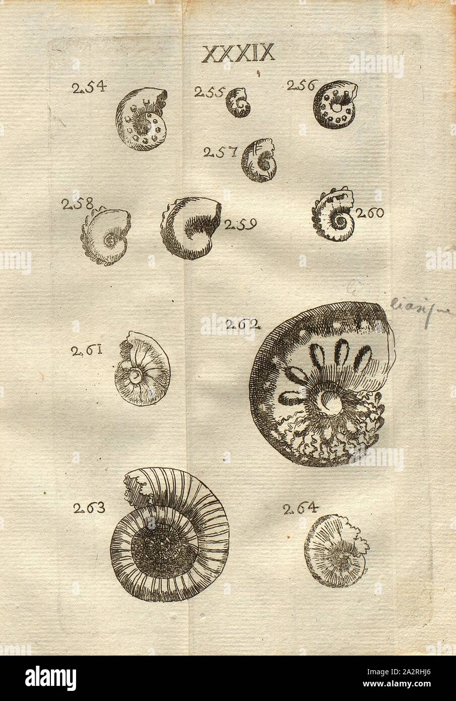 Verschiedene kleinere Ammoniten, Klasse III, PL. XXXIX, Abb. 254: Cornes d'Ammon, à petits Tuberkeln, Feigen. 255-257: Différentes Cornes d'Ammon, à petits Tuberkeln, Feigen. 258 & 259: Corne d'Ammon, à dos crenelé, Abb. 260,: Corne d'Ammon à double crenelure, Abb. 261: Corne d'Ammon, à Petites fleurs raies&A, Abb. 262: Corne d'Ammon, à verdoppelt Tuberkeln, Abb. 263: Corne d'Ammon, à plusieurs Voluten, dont les raies von du Centre à la circonférence, Abb. 264: Corne d'Ammon, à dos atténué De tranchant Le couteau, Pl. xxxix, nach S. 312, 1778, Louis Bourget: "Traité des pétrifications. Paris: jombert Stockfoto