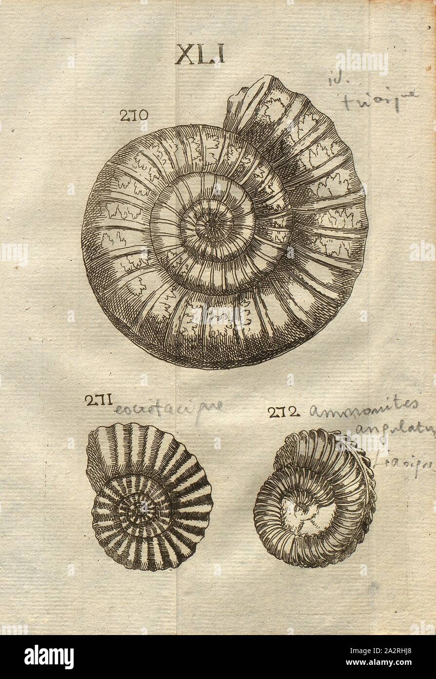 Verschiedene Ammoniten, Klasse III, PL. XLI, Abb. 270: Corne d'Ammon rayée au Dos, avec une etence Entre Deux fillons, Abb. 271: Cornes d'Ammon à raies de Relief, ou dos arrondi, Abb. 272: Corne d'Ammon à épine éinente, Entre Deux fillons,&a raies épaisses simples, qui concourent aux Bords de fillons, y grossissent, & se tournent Vers la Tête de La Coquille, PL. XLI, S. 312, 1778, Louis Bourget: "Traité des pétrifications. Paris: Jombert, 1778 Stockfoto