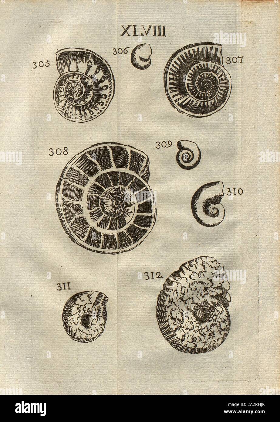 Verschiedene Ammoniten, Klasse III, PL. XLVIII, Abb. 305: Empreinte de Corne d'Ammon, dans une Pierre en creux, Abb. 306: Corne d'Ammon rayée, & à une simple Spiralgehäuse, Abb. 307: Empreinte de Corne d'Ammon, rayée, Abb., 308: Corne d'Ammon, avec plusieurs concamérations, ou cellules de ornées cristallisations, Abb. 309: Corne d'Ammon à petites Voluten sans Raie, Abb. 310: Corne d'Ammon à petites Voluten sans Raie, 311: Corne d'Ammon ornée de fleurs, 312: Corne d'Ammon fort Platte, Unie & ornée de fleurs, PL. XLIII, nach Seite 312, 1778, Louis Bourget: "Traité des pétrifications. Paris: Jombert, 1778 Stockfoto