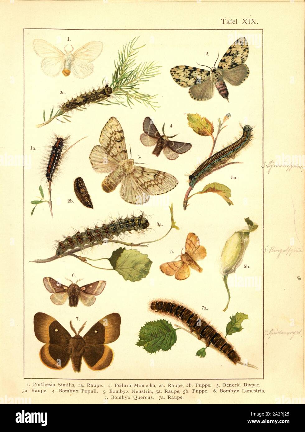 Schmetterlinge, Raupen und Puppen in Mitteleuropa 11, Porthesia Imilis, Psilura Monacha, Ocneria Dispar, Bombyx Populi, Bombyx Eulengattung, Bombyx Lanestris, Bombyx Quercus, Platte XIX, nach S. 80, Deuchert, Heinrich (Del.ad. Nat.); Slocombe, A. (Del. ad-Nat.), 1893, Max Korb; Heinrich Deuchert; A. Slocombe: Die Schmetterlinge Mittel-Europas: Darstellung und Beschreibung der hauptsächlichen mitteleuropäischen Schmetterlinge dieselben nebst Anleitung, zu fangen oder zu züchten und eine Sammlung anzulegen. Nürnberg: Theo. Stroeser's Kunstverlag, [1893 Stockfoto