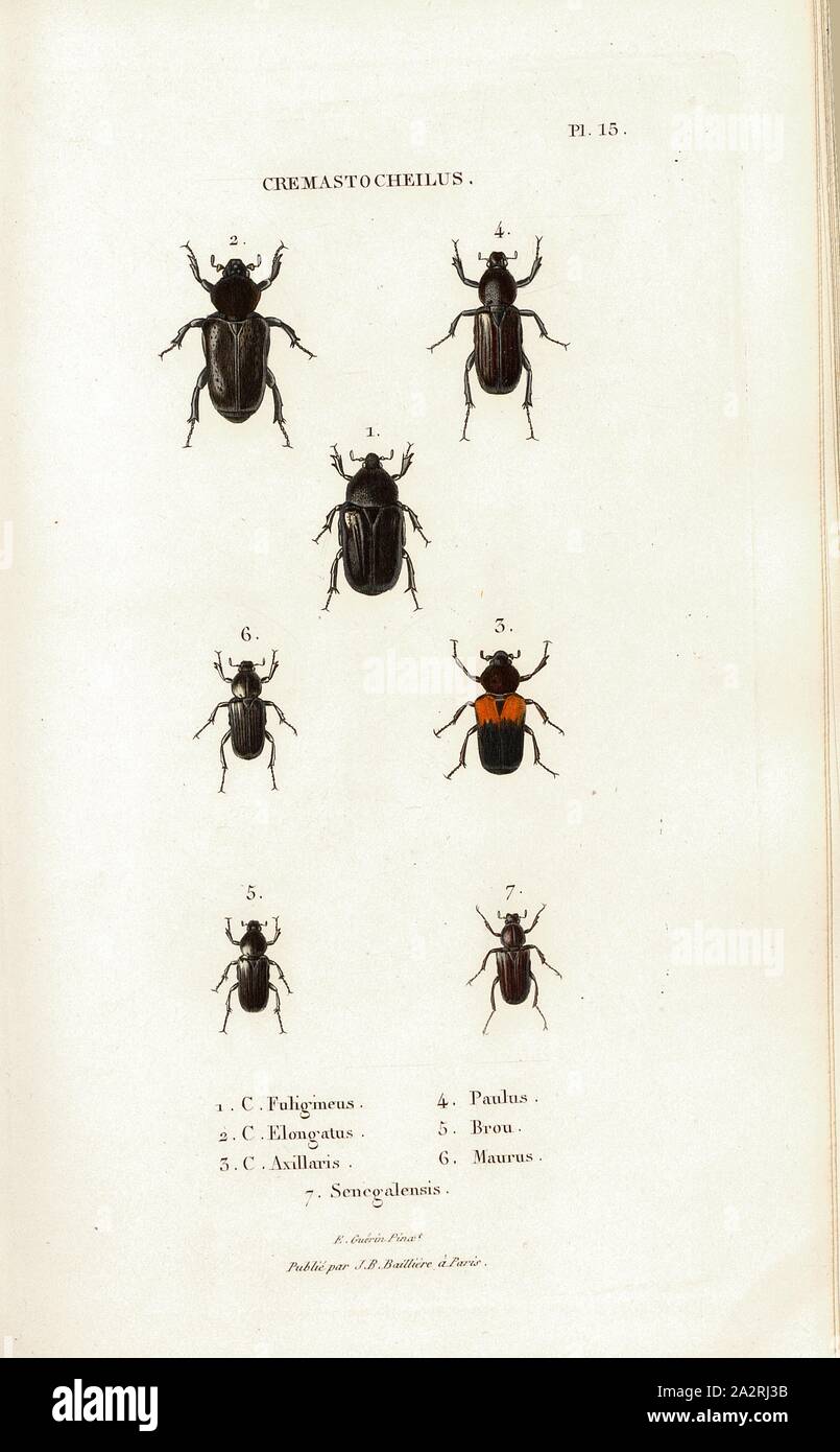 Cheilus Creme, Käfer, Abb. 1-6: C. Fuligineus, C., C. Elongatus Axillaris, Paulus, Brou, Maurus, Signiert: E.Guérin pinx, Publié par J.B., Baillière, PL. 15, Nach S. 410, Guérin-Méneville, Félix-Édouard (pinx.); Baillière, Jean-Baptiste (Hrsg.), 1833, H. Gory; A. Percheron: Monographie des cétoines et Genres voisins, Formant, dans les Familles naturelles de Latreille, la Division des scarabées mélitophiles. Paris: Chez J.-B. Baillière, Libraire; même Maison; Londres, 1833 Stockfoto