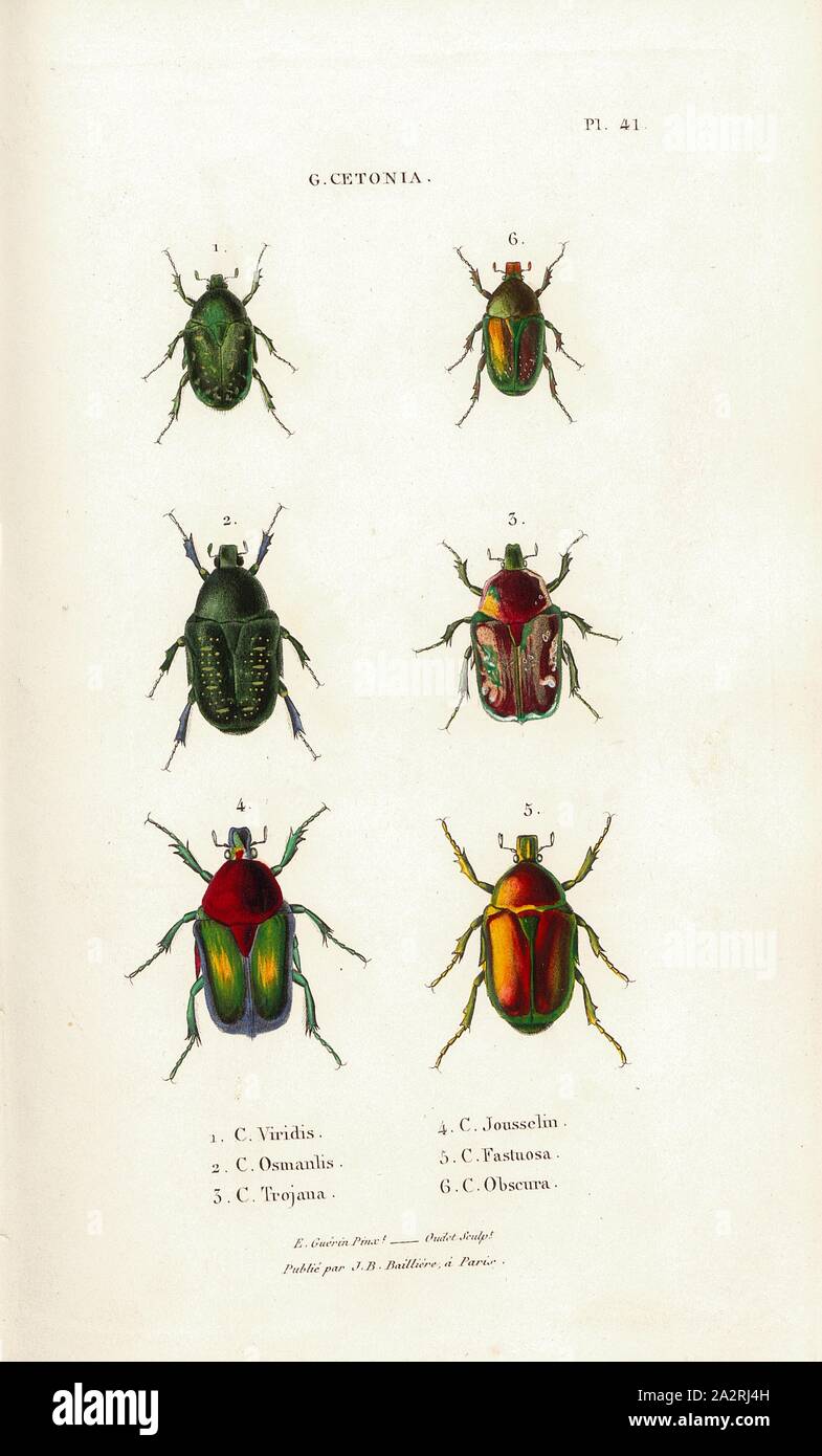 G. Cetonia 11, Käfer, Abb. 1-6: C. Viridis, C., C. Osmanlis Jousselin Trojana, C., C., C. Fastuosa Obscura, unterzeichnet: E.Guérin pinx, oudet Sculp, Raymond Imp, Publié par J.B., Baillière, PL. 41, Nach S. 410, Guérin-Méneville, Félix-Édouard (pinx.); Oudet, Marie Nicolas (sc.); Raymond (Imp.); Baillière, Jean-Baptiste (Hrsg.) Guérin-Méneville, Félix-Édouard (pinx.); Oudet, Marie Nicolas (sc.); Raymond (Imp.); Baillière, Jean-Baptiste (Hrsg.), 1833, H. Gory; A. Percheron: Monographie des cétoines et Genres voisins, Formant, dans les Familles naturelles de Latreille, la Division des scarabées Stockfoto