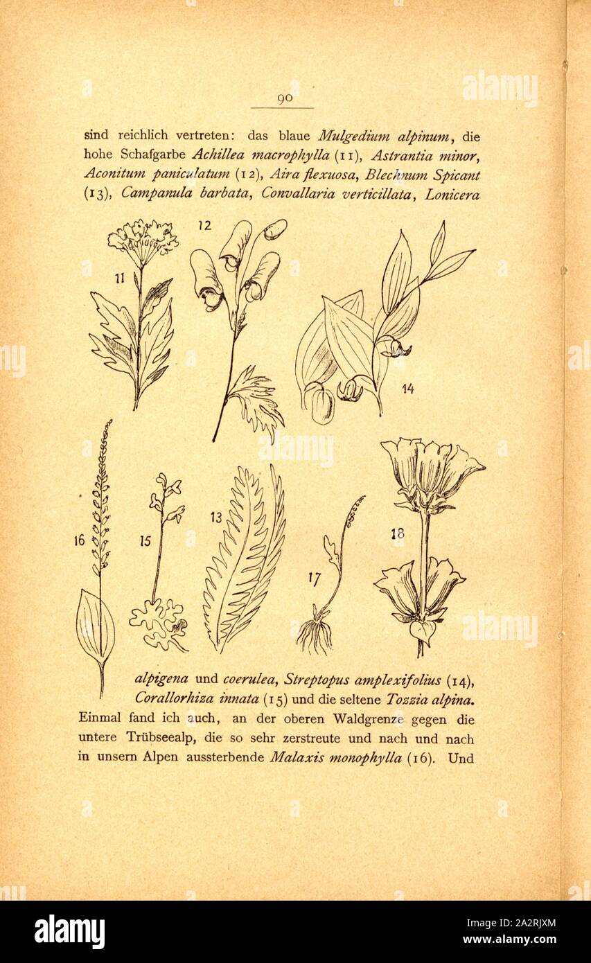 Alpenflora in der Region Vierwaldstättersee, 11 Achillea macrophylla, 12 Aconitum paniculatum, 13 Blechnum spicant, 14 Streptopus amplexifolius, 15 Corallorhiza innata, 16 Malaxis monphylla, 17 Botrychium Simplex, 18 Gentiana punctata und purpurea, S. 90, S. 106, Albert Fleiner; Xaver Imfeld [et al.]: Engelberg: Streifzüge durch Gebirg und Tal. Zürich: Hofer & Burger, [18. Stockfoto