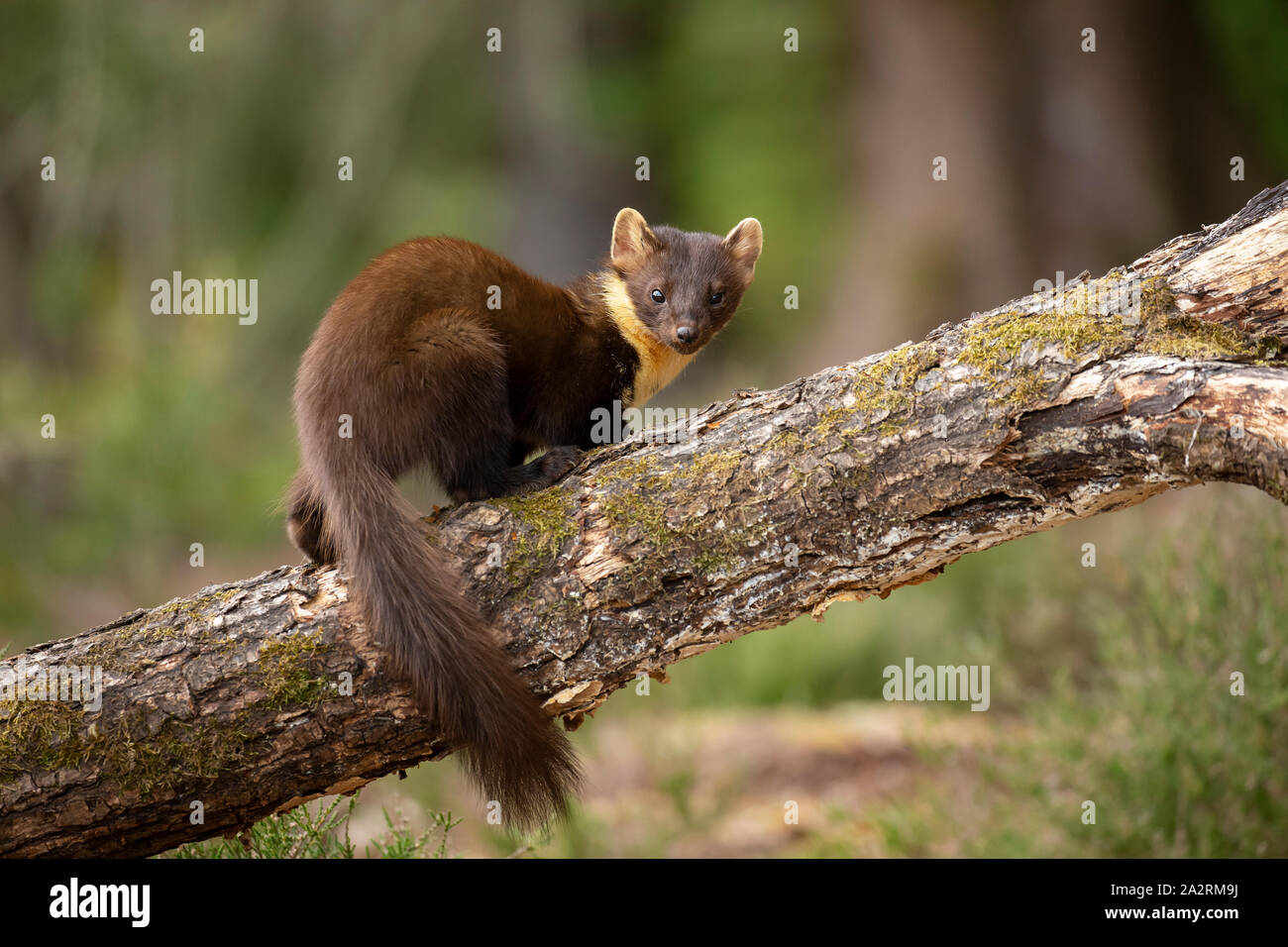 Baummarder (Martes martes) im schottischen Highglands Stockfoto