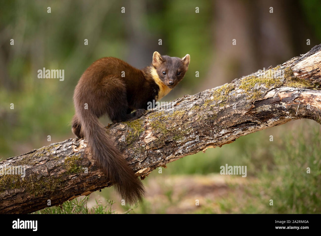 Baummarder (Martes martes) im schottischen Highglands Stockfoto