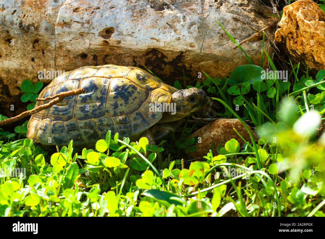 Griechische Landschildkröte (Testudo graeca) צב יבשה מצוי Stockfoto