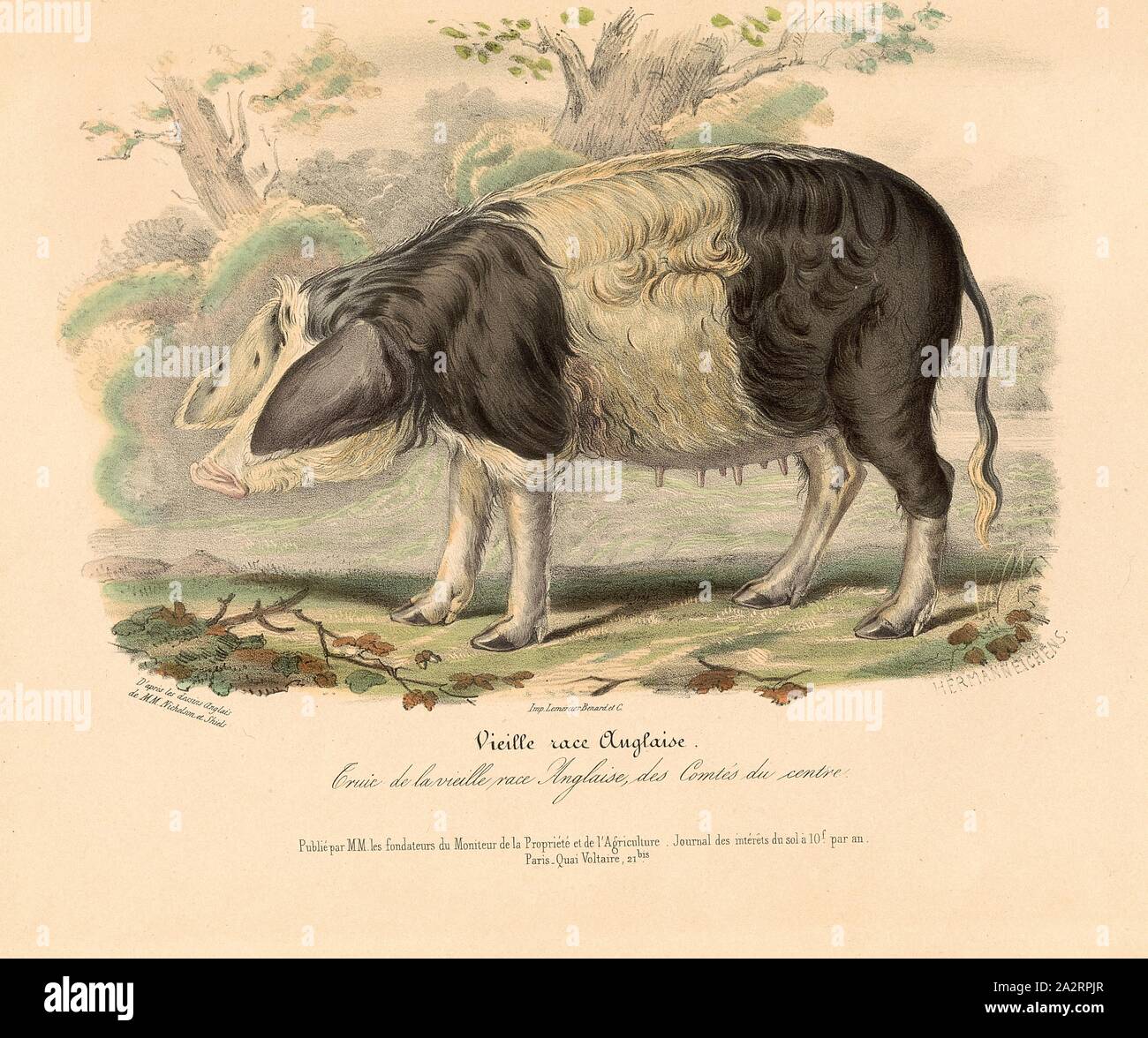 Alte englische Rasse. Leistungsbeschreibung der alten englischen Rasse, zentrale Grafschaften, Schwein Rasse aus Großbritannien, unterzeichnet: d'après les Dessins Anglais de M.M. Nicholson et Shiels; Imp. Lemercier Benard et C, Hermann Eichens, PL. 3, S. 26, Nicholson, Francis (Del.); Shiels, William (Del.); Eichens, Hermann (Lith.); Imprimerie Lemercier (Imp.), 1846, David niedrig; Royer: Histoire Naturelle - agricole des Animaux domestiques de l'Europe: Rennen de la Grande-Bretagne. Paris: aux Bureaux du Moniteur de la Propriété, et chez les principaux Libraires, 1846 Stockfoto