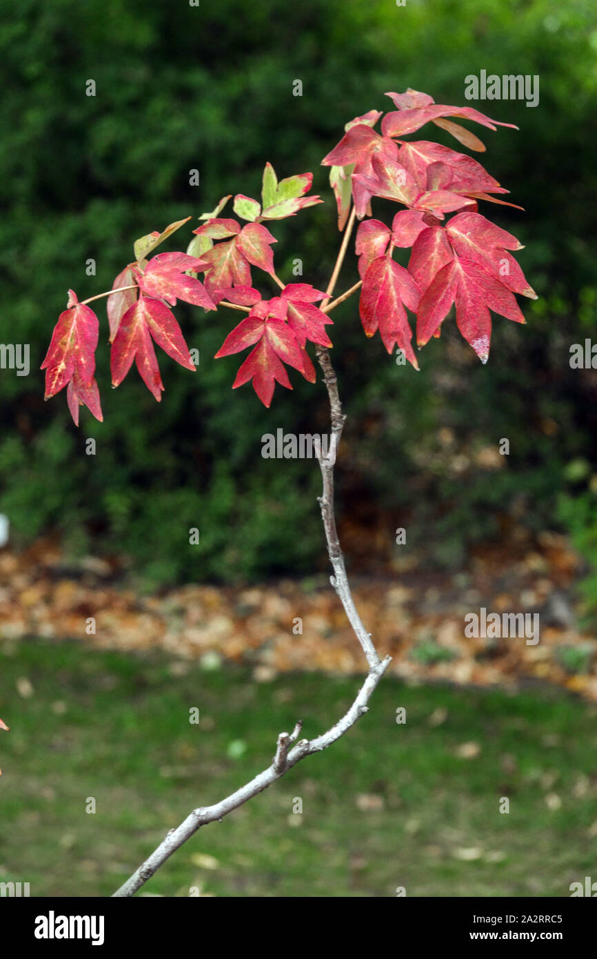 Paeonia suffruticosa 'Mure-Garasu' - Japanische Baumpfingstrose rote Pfingstrosen Pfingstrosen Herbstblätter Stockfoto