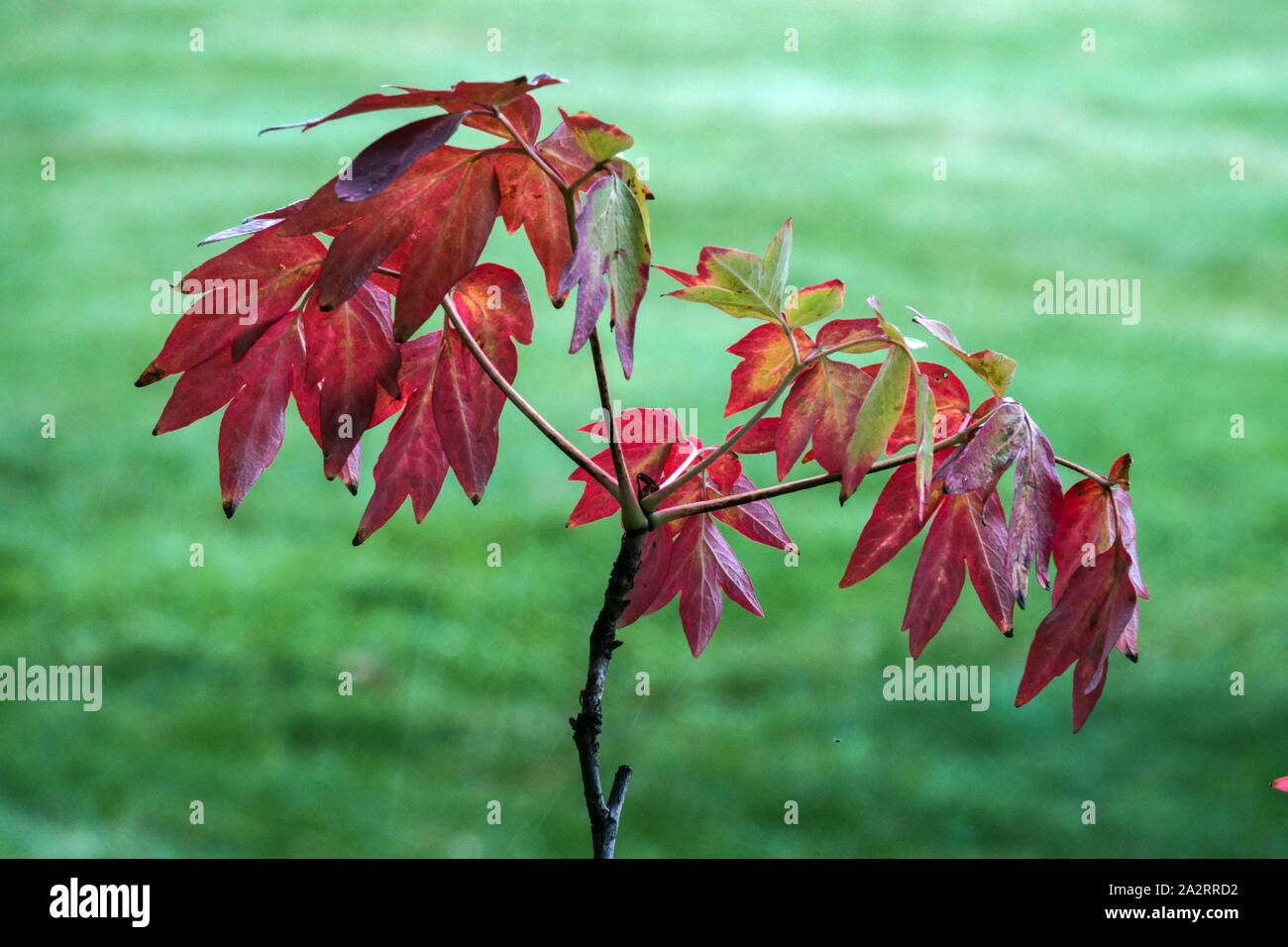 Baumpfingstrose Paeonia x suffruticosa 'Mure-Garasu' Herbstlaub Stockfoto
