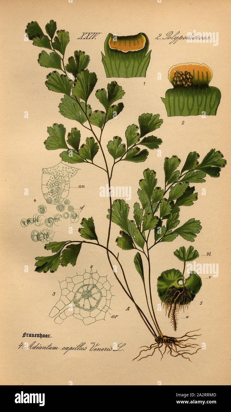 Maidenhair, Adiantum capillus Veneris L.-maidenhair fern, Familie: 2. Polypodiaceae-beschmutzte Familie Pilz, PL. 4, S. 16 (vol. 1), 1886, Otto Wilhelm Thomé: Prof. Dr. Thomé, Flora von Deutschland, Österreich und der Schweiz in Wort und Bild. Gera-Untermhaus: Verlag von Fr. Eugen Köhler, [1886 Stockfoto