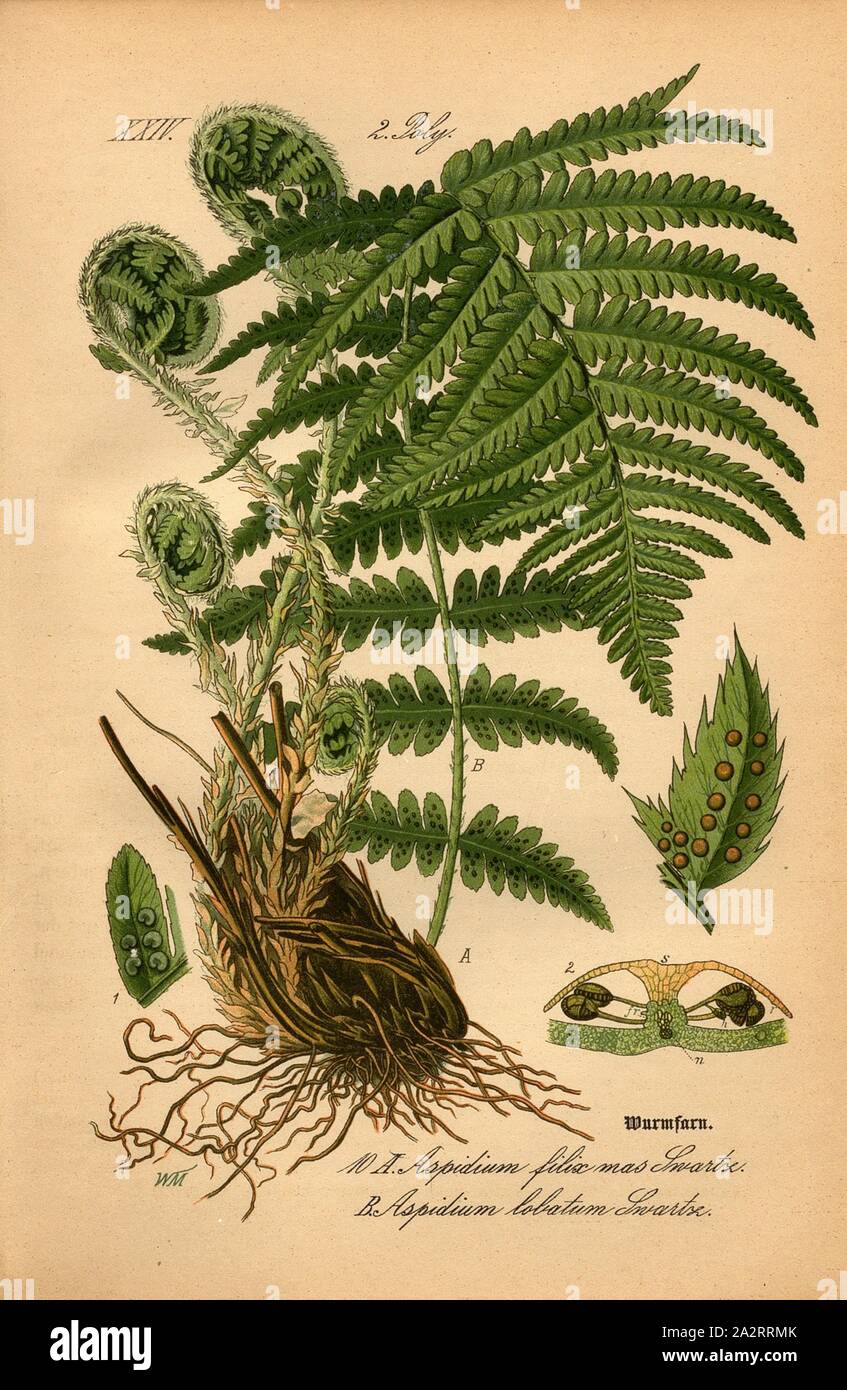 Wurmfarn, A: Aspidium filix mas Swartz - Wurm Farn, B: Aspidium lobatum  Swartz - kratzte Schild Farn, Familie: 2. Polypodiaceae-beschmutzte Farn  Pflanzen, unterzeichnet: WM, Platte 10, nach s. 34 (vol. 1), Mller,