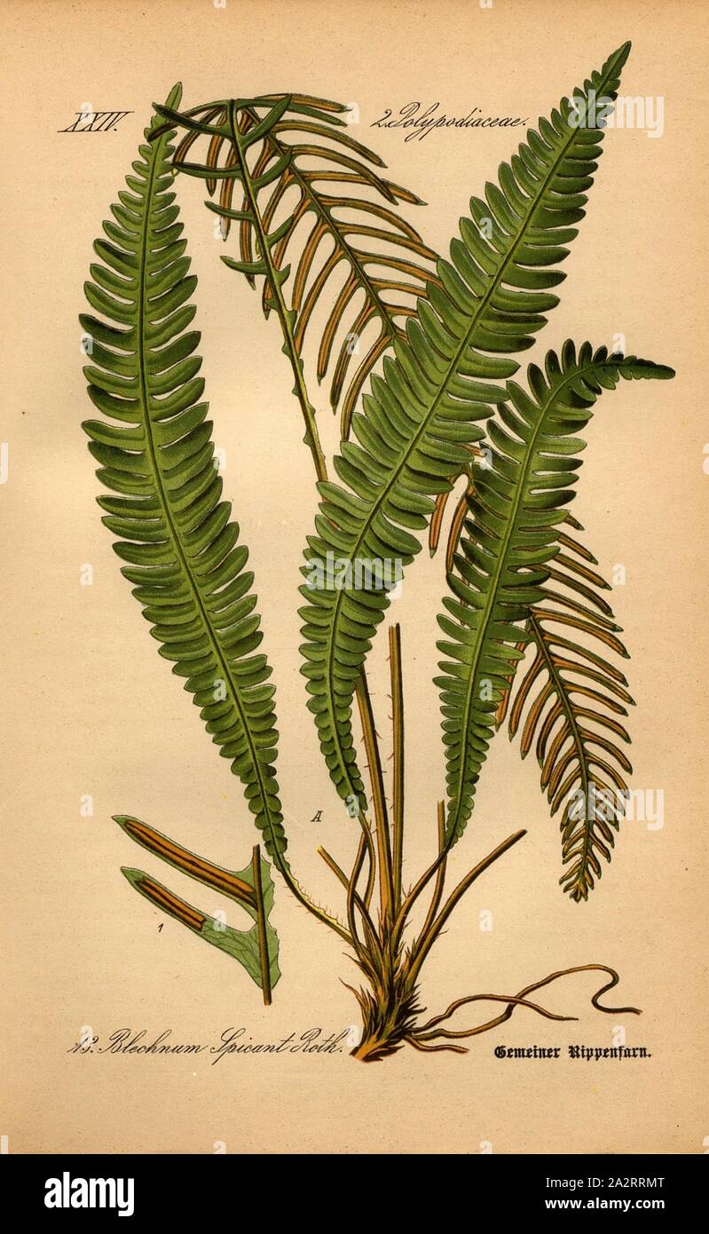 Gemeinsame Spitzwegerich, Blechnum Spicant Roth - Gemeinsame Spitzwegerich, Familie: 2. Polypodiaceae-beschmutzte Familie Pilz, PL. 13, nach s. 42 (vol. 1), 1886, Otto Wilhelm Thomé: Prof. Dr. Thomé, Flora von Deutschland, Österreich und der Schweiz in Wort und Bild. Gera-Untermhaus: Verlag von Fr. Eugen Köhler, [1886 Stockfoto