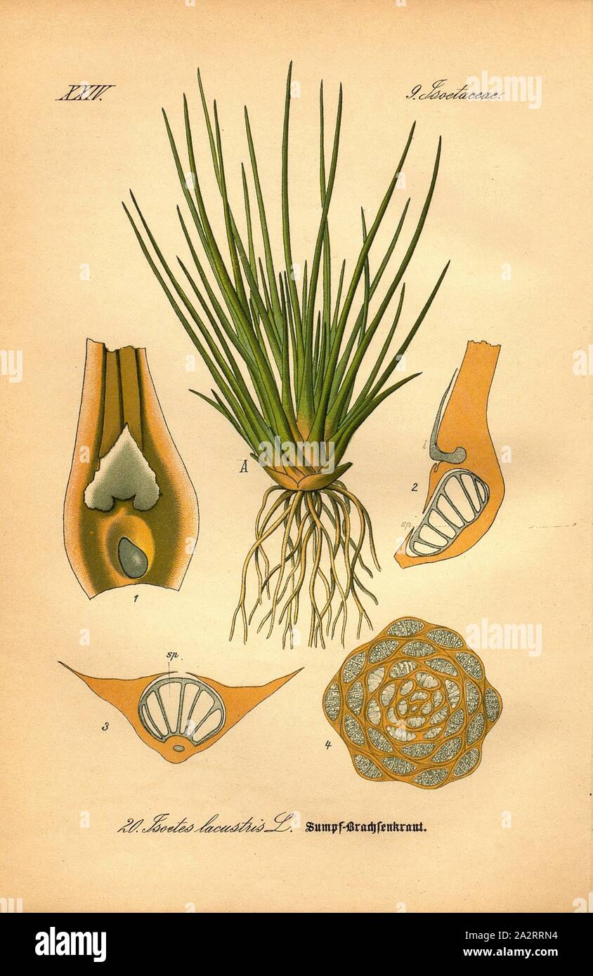 Marsh quillwort, Isoetes lacustris L.-Sumpf oder dorade Kraut Familie: 9. Isoetaceae-krautigen Pflanzen, PL. 20, S. 52 (Bd. 1, Bl. 1), 1886, Otto Wilhelm Thomé: Prof. Dr. Thomé, Flora von Deutschland, Österreich und der Schweiz in Wort und Bild. Gera-Untermhaus: Verlag von Fr. Eugen Köhler, [1886 Stockfoto