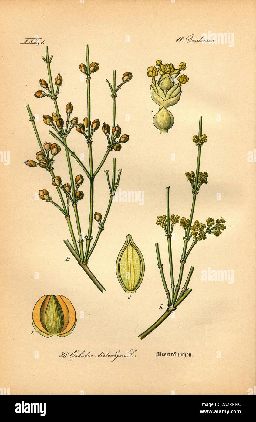 Meerträubel, Ephedra distachya L.-meerträubchen oder Meerträubel, Familie: 14. Gnetacae - Gnetum Familie, PL. 28, S. 66 (vol. 1), 1886, Otto Wilhelm Thomé: Prof. Dr. Thomé, Flora von Deutschland, Österreich und der Schweiz in Wort und Bild. Gera-Untermhaus: Verlag von Fr. Eugen Köhler, [1886 Stockfoto