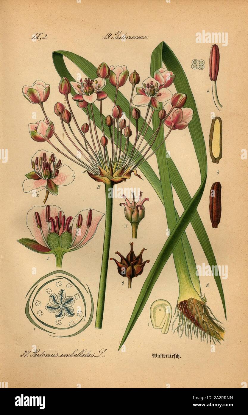 Butomus umbellatus Wasserliesch, L.-Wasserliesch, Umbelliferous Swan Blume, Wasser Fläschchen, Familie: 19 Butomaceae - Schwanenblumegewächse, Platte 37, nach s. 84 (Vol. 1), 1886, Otto Wilhelm Thomé: Prof. Dr. Thomé, Flora von Deutschland, Österreich und der Schweiz in Wort und Bild. Gera-Untermhaus: Verlag von Fr. Eugen Köhler, [1886 Stockfoto