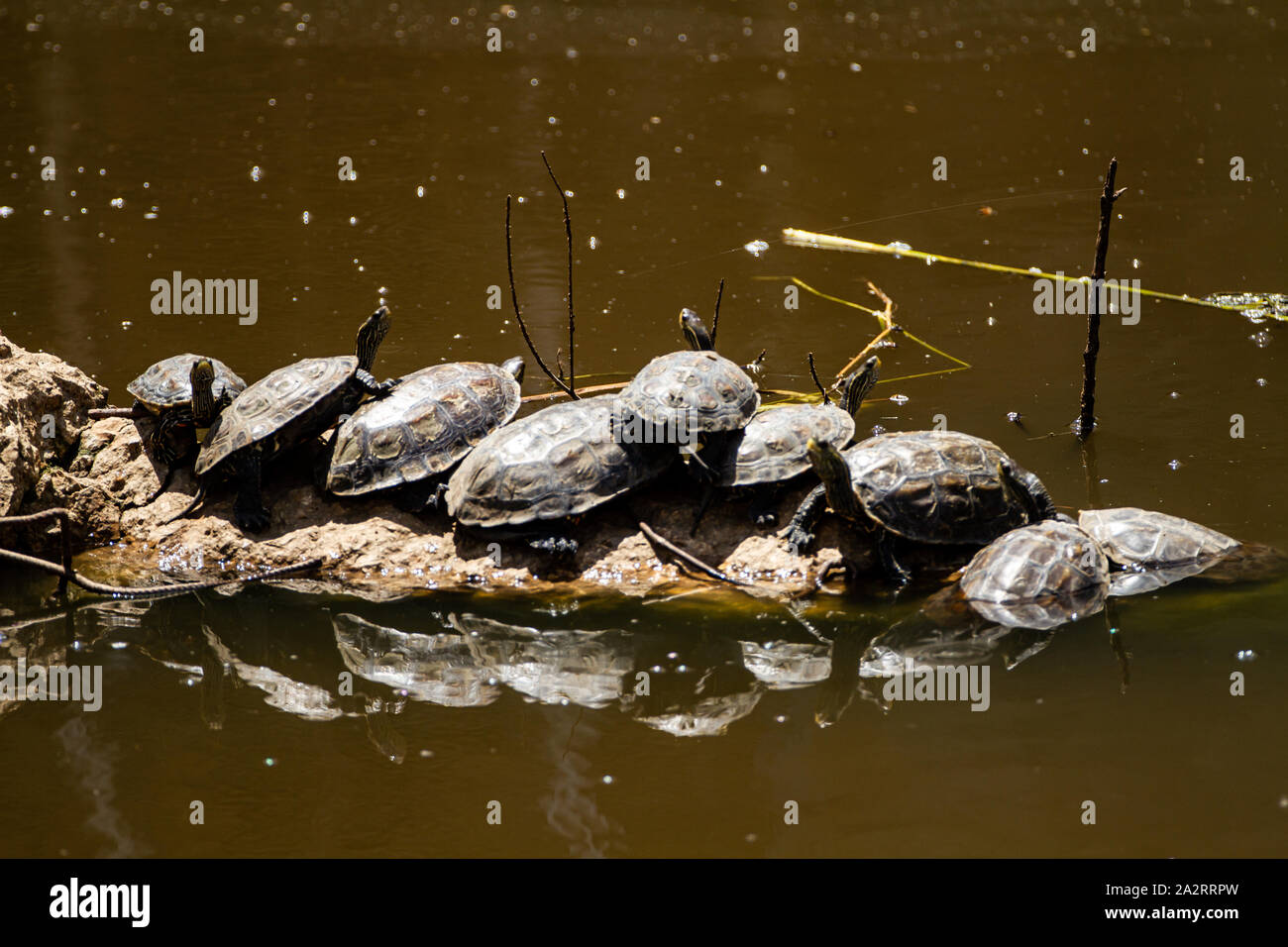 Westlichen Kaspischen Schildkröte (Mauremys rivulata) Stockfoto