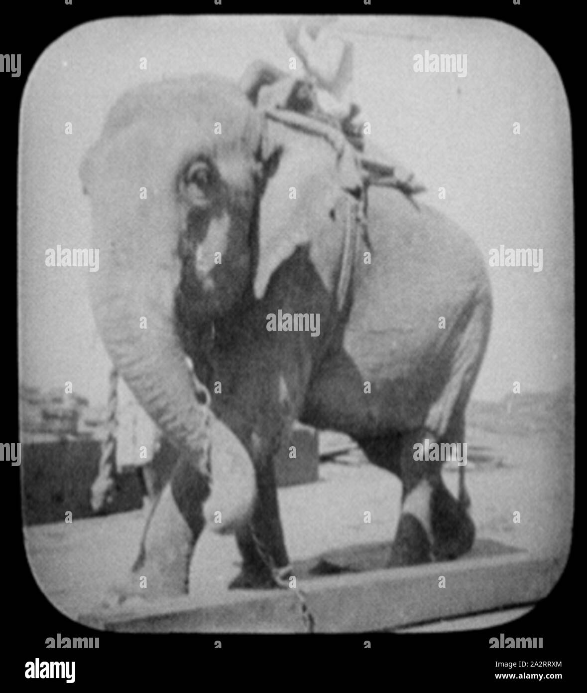 Rangun - Elefant über zu große Strahl heben Stockfoto